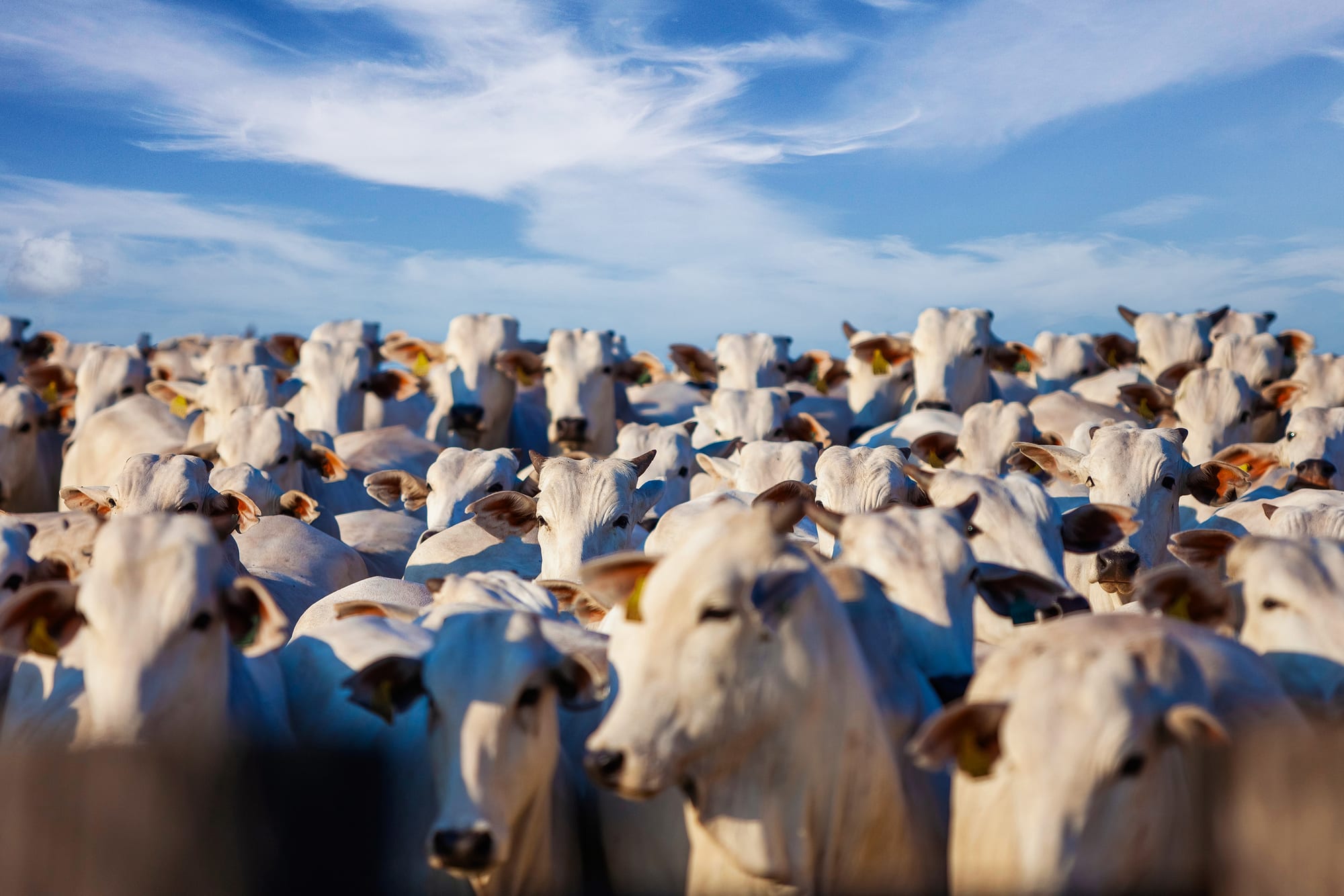 Scenic aerial view of vast lush green cattle pastures in Brazil