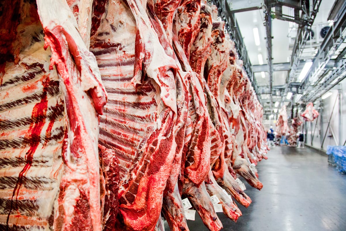 Carcaças bovinas em câmara fria evidenciando marmoreio