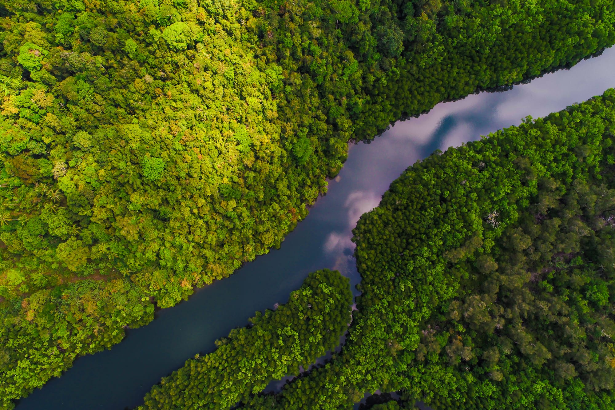 Floresta nativa brasileira preservada com curso d'água
